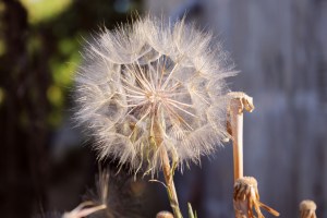 Western Salsify