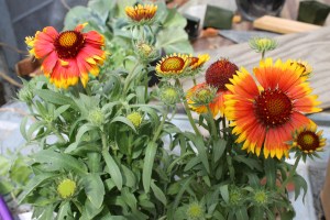 Gaillardia