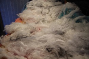 Angora 3