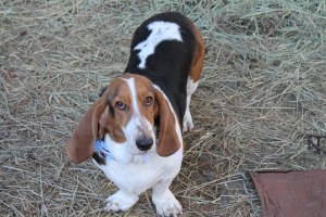 Gratuitous Hound Photo