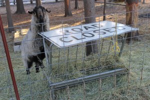 Ray and Metal Manger